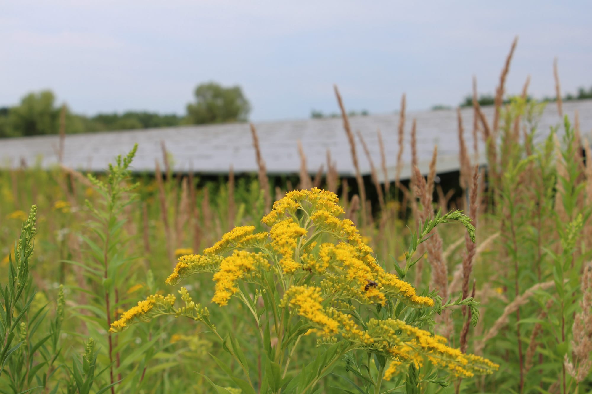 Facilitating Productive Community Consultation in Renewable Energy Projects